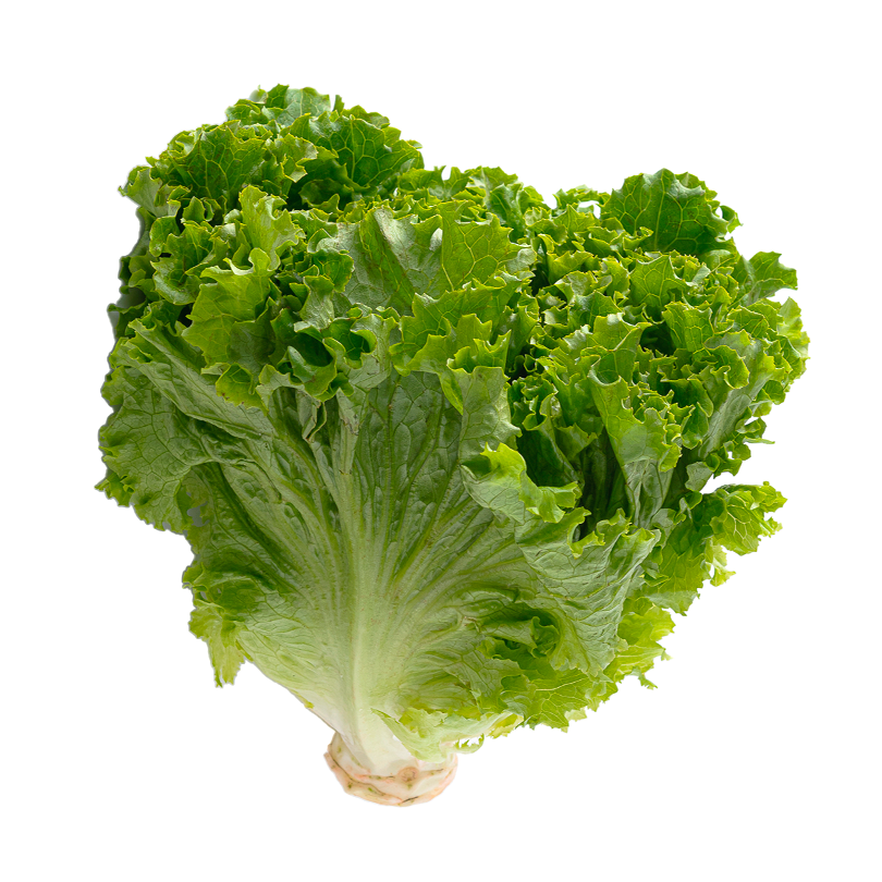 Lechuga italiana pz