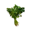 Cilantro kg