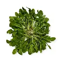 Arúgula
