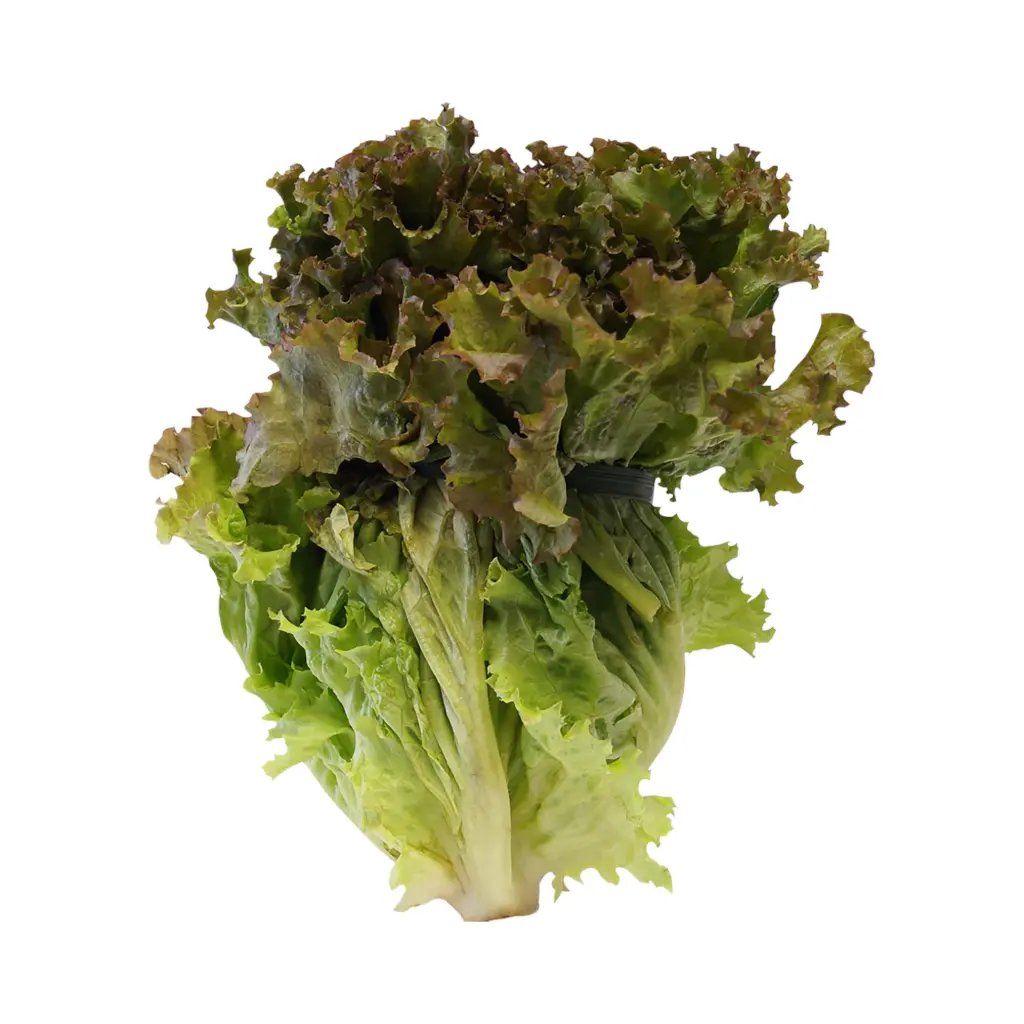 Lechuga sangría pz ETIQUETA CHINAMPERA