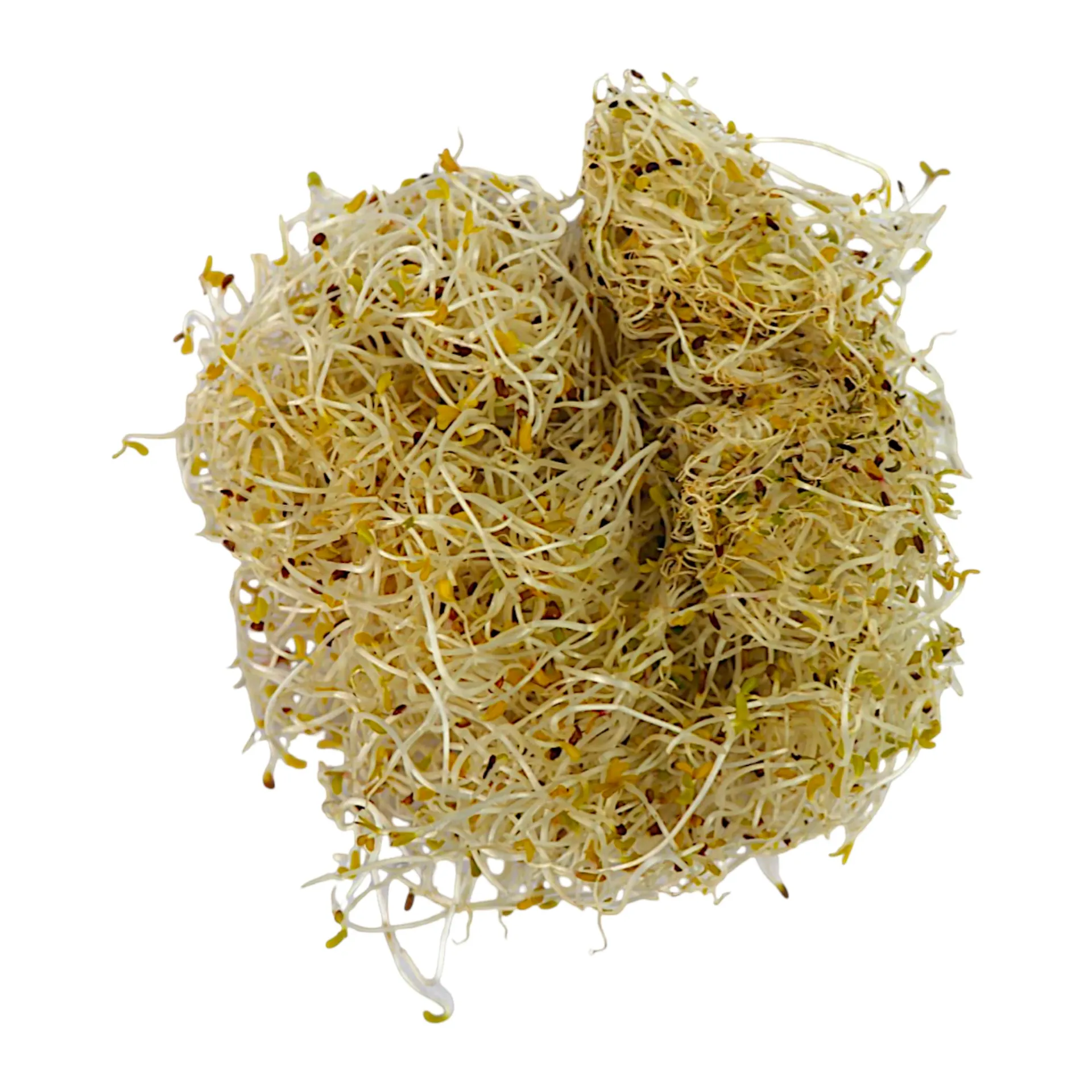 Germinado de alfalfa kg SANTA MÓNICA