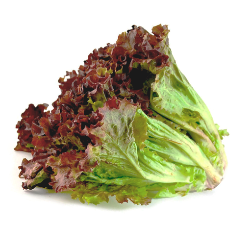 Lechuga sangría pz