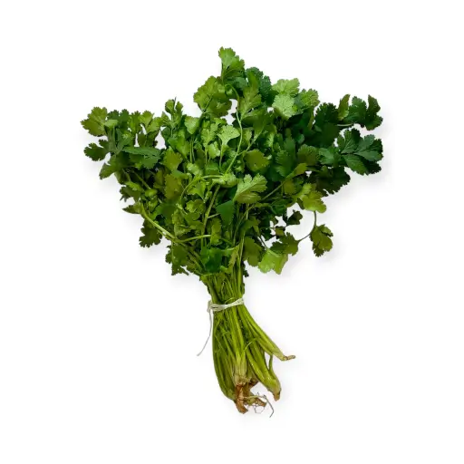 Cilantro mjo
