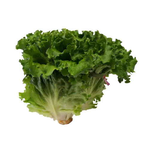 Lechuga italiana pz ETIQUETA CHINAMPERA