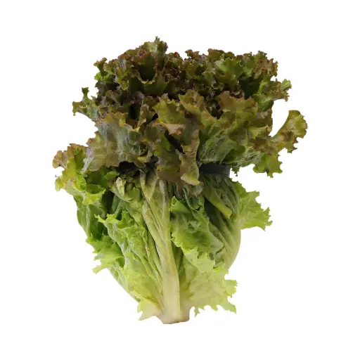 Lechuga sangría pz ETIQUETA CHINAMPERA