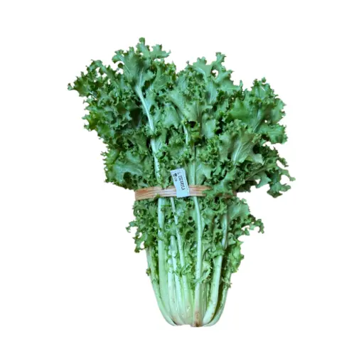 Lechuga escarola pz ETIQUETA CHINAMPERA