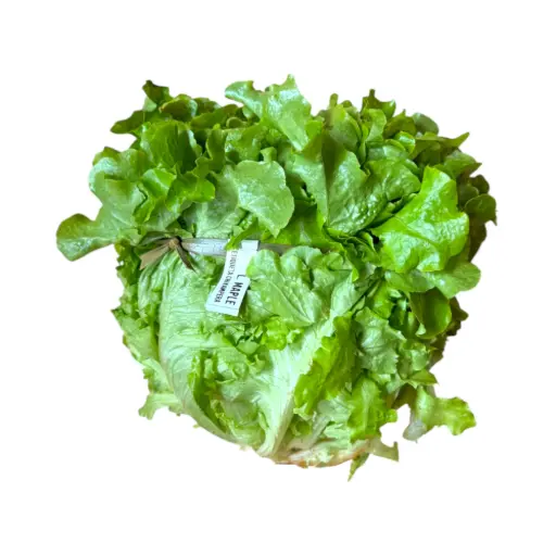 Lechuga maple pz ETIQUETA CHINAMPERA